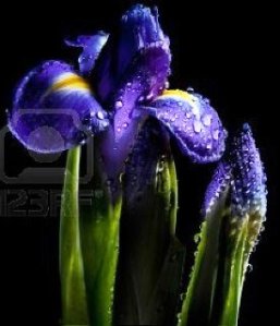 14534990-fiaba-luminosa-iris-nel-giardino-di-notte