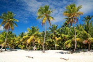 9180864-palmeras-en-playa-caribe