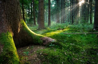 Fairytale Forest - Ground