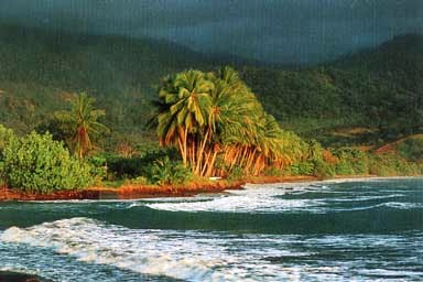 ballena1 dominical mar palmeres