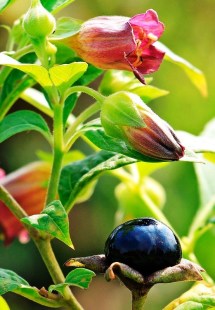 belladona llavor negra 000