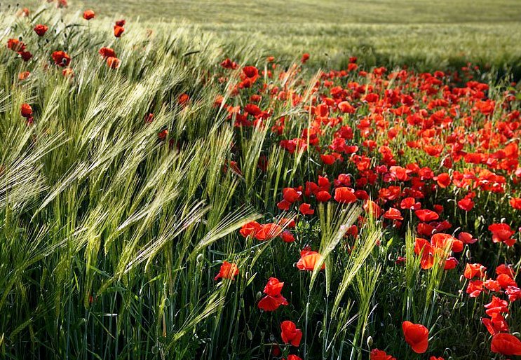 camps de roselles 34667