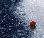 clavell llençat a la pluja