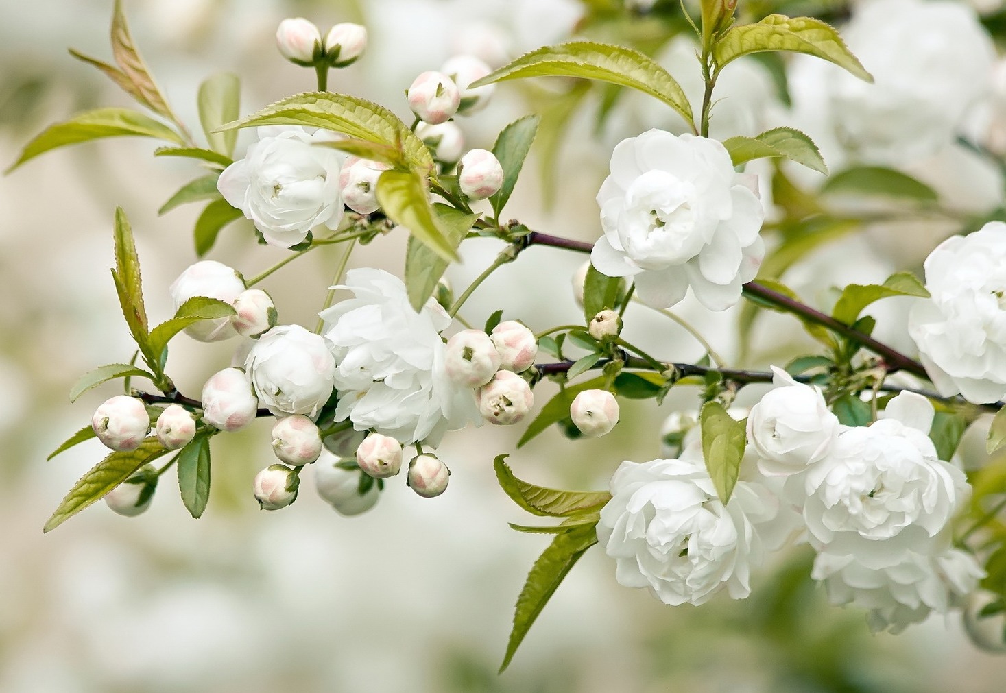 flor blanca a la branca