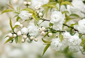 flor blanca a la branca
