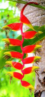 Bird of paradise flower with multicolored flowers that look like a bird.