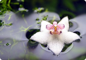 flor en aigua petita