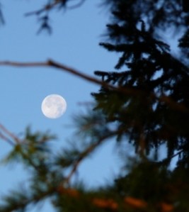 lluna 0 incipient entre branques