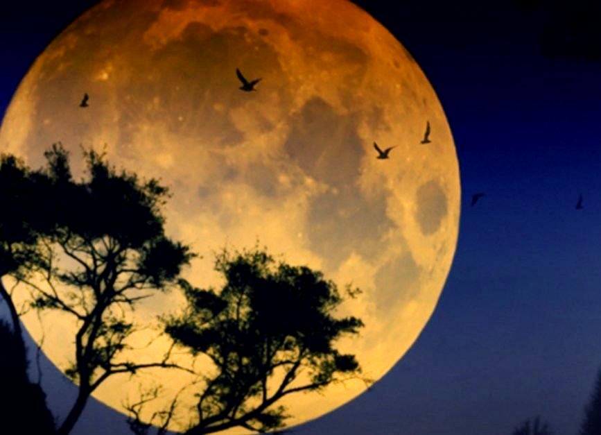 lluna immensa arbres ocells més clara retallada