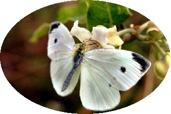 papallona blanca ovalada