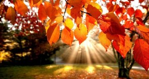 rajos de llum de la tardor 000