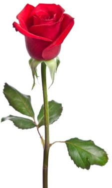 beautiful red rose isolated on white background