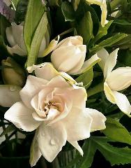 flor magnòlia 34345430