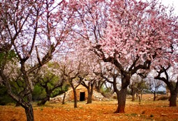 camp d'ametllers florit0