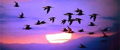 migració d'ocells0