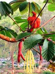 arbre majagua 567890