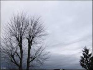 hivern núvol i arbres pelats0