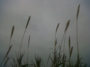 imatge boira i espigues.0jpg