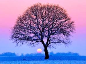 winter-sunset-with-silhouette-of-tree-pierre-hanquin-photographie000
