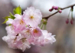 arbre florit ametller00000