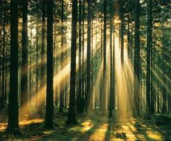 vels de llum so bosc