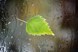 fulla als vidres entelats