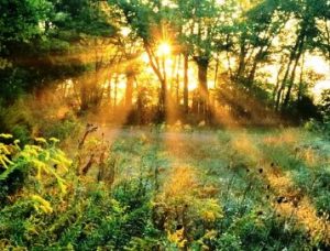 meravella rajos de sol 000000SunbeamsandGoldenrodsEdwinWarnerPar