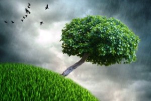 pluja 000 ocells herba arbre tort