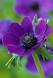 anemona porpra