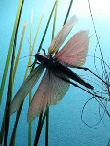 libèl·lula 000 blava