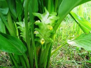 pohon 000 kunyit planta amb brots