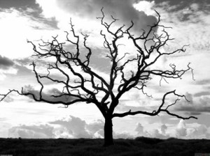 arbre 000 sec blanc i negre