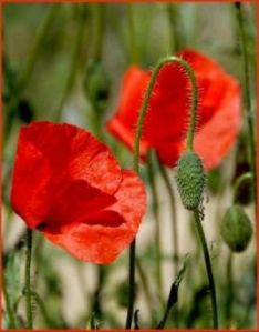 badabadocs 000 30875