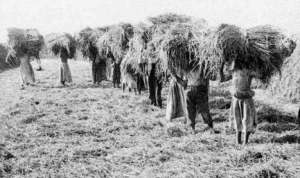 esclaus 000 d'alabama amb blat