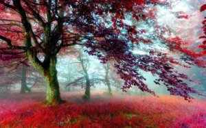 arbre 000 roig i flors al bosc