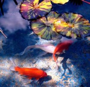 estany 000 000nenúfars peixos