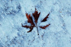 hivern cru. fulla a la neu