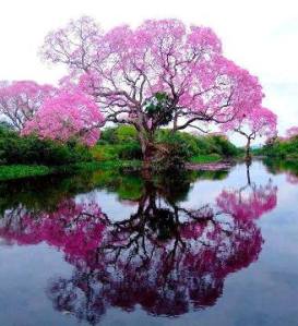 arbre rosa magnífic reflectit al riu000