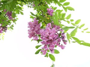 flor Robinia_rosa_23_de_maig_de_2009