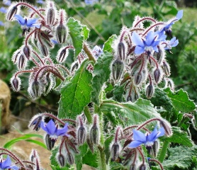 borratges 1234567000