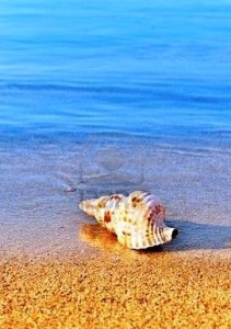 cargol de mar a platja