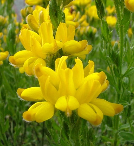 ginesta mediterrània