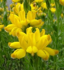 ginesta mediterrània