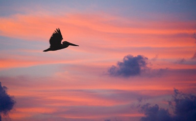 pelicà en cel rogent