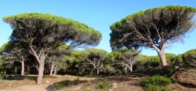 pins punyoners i camí000