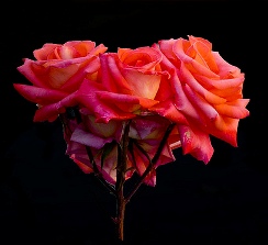 roses vermelles 000 a la nit