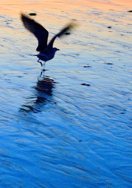 VOL DE GAVINA JUST RAN D'AIGUA