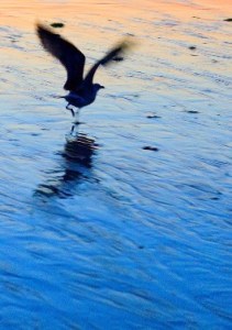 VOL DE GAVINA JUST RAN D'AIGUA