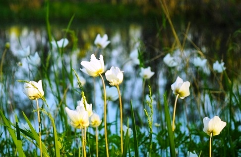 FLORS D'ESTIU AL BOSC