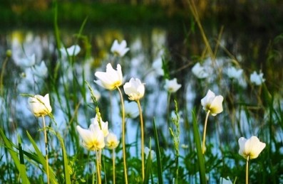 FLORS D'ESTIU AL BOSC